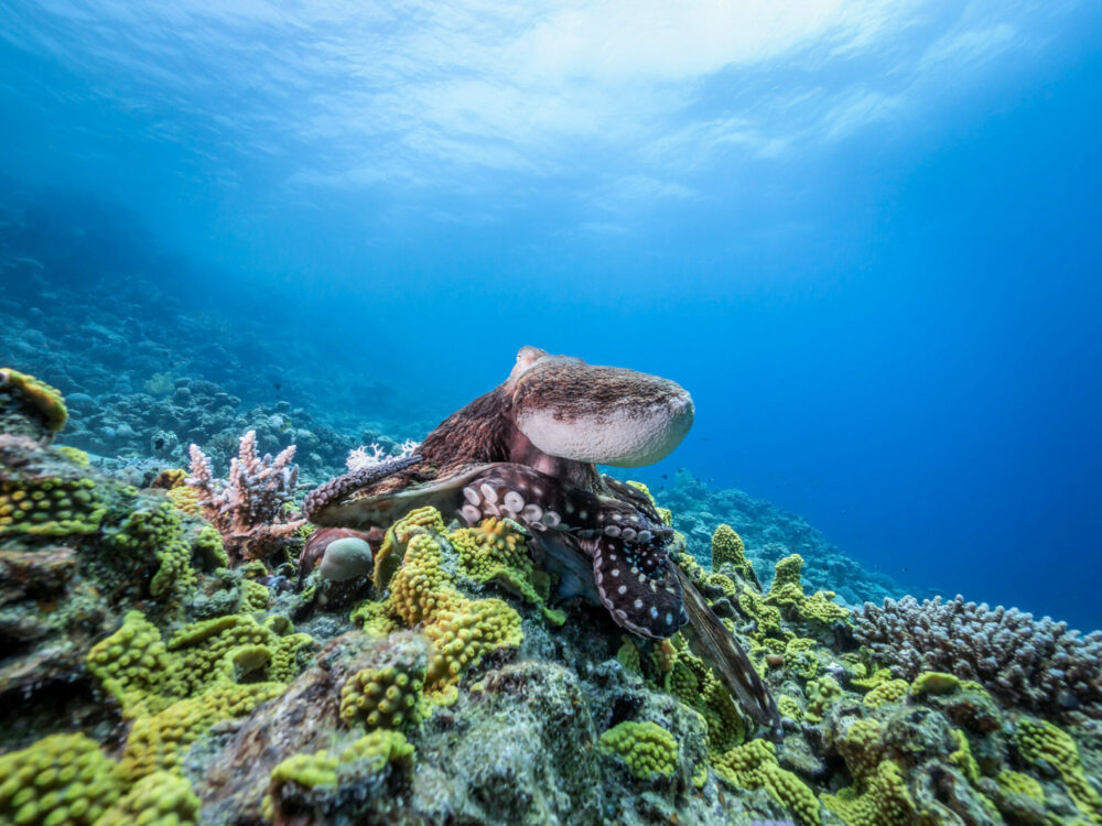 Octopus im Roten Meer