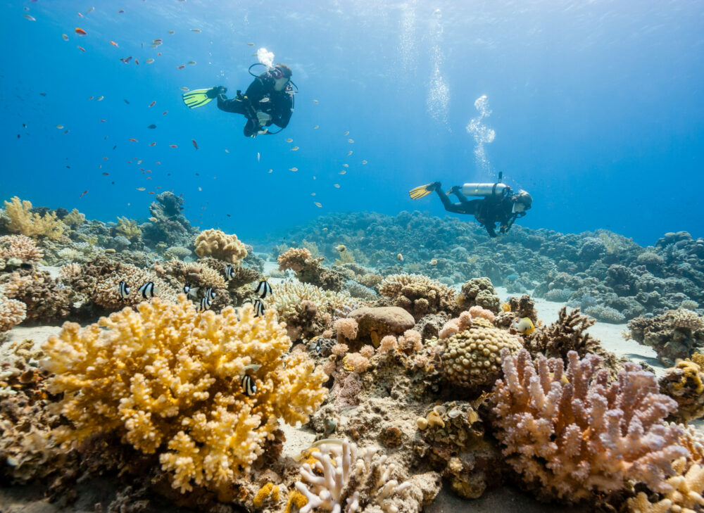 Tauchen über einem Riff