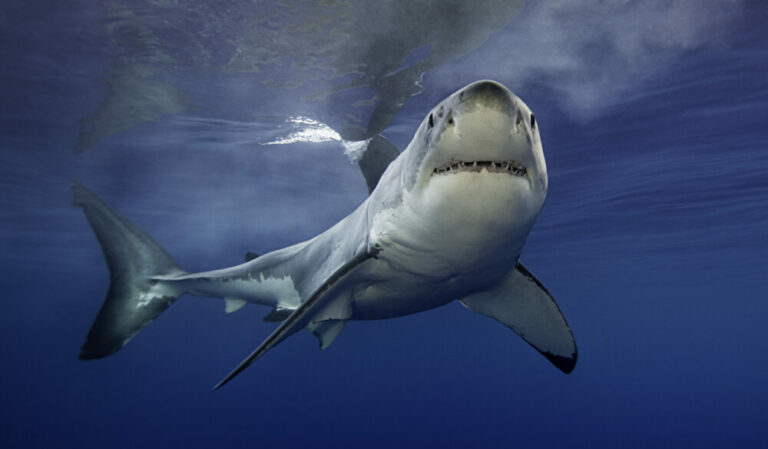 Great white shark