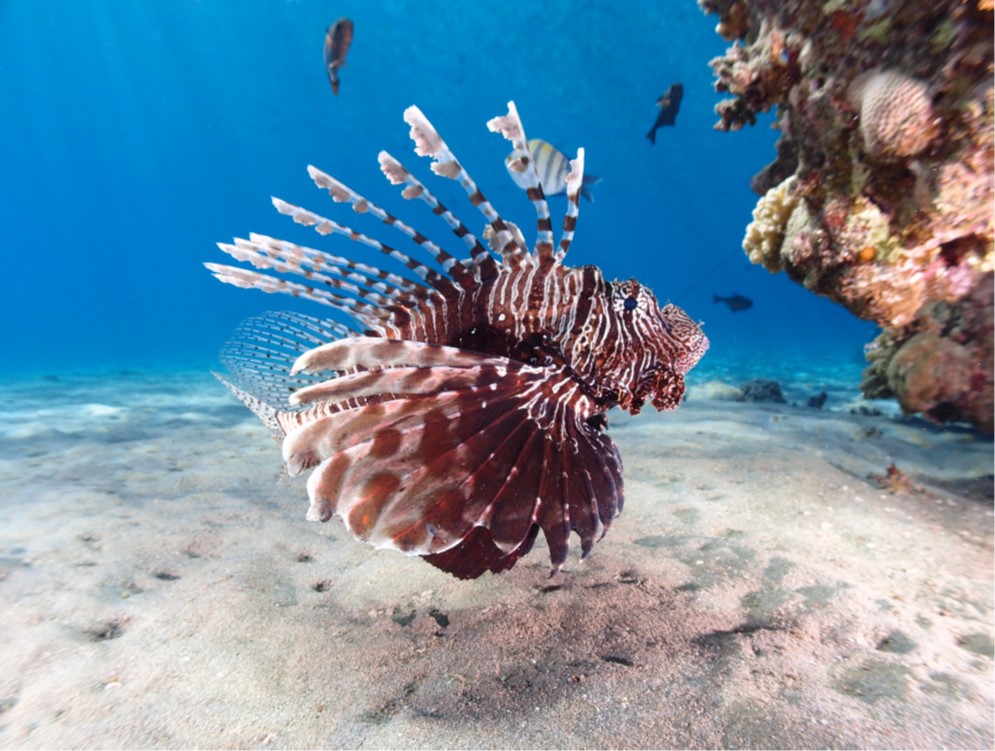 Der Rotfeuerfisch ist im Roten Meer heimisch.