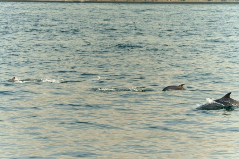 Delfine an der Oberfläche