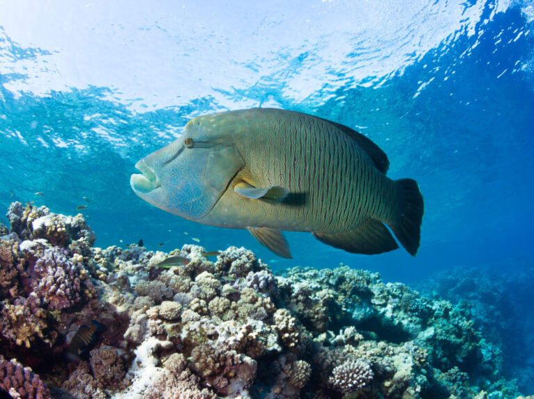 Why even Napoleon wrasse sometimes behave like models