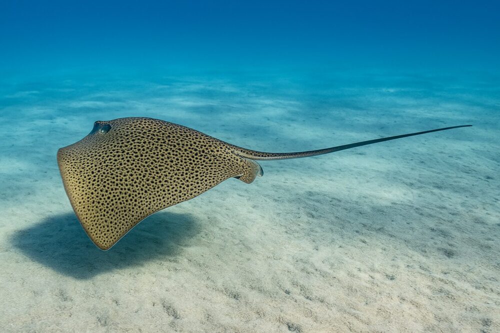 Netzrochen schwimmt über den Sand.