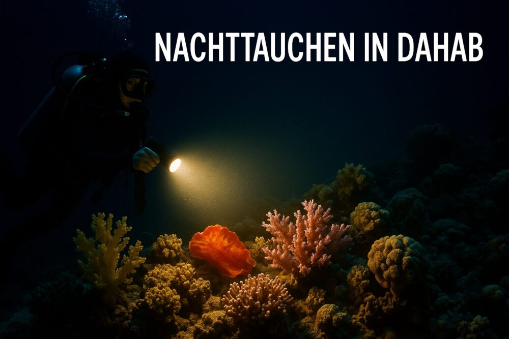 Nachttaucher beleuchtet farbenfrohes Korallenriff mit großer Lampe am Hausriff von Dahab